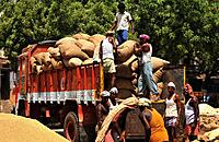Grain & Paddy First-Mile Bulk Movement Service