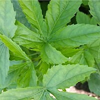 Dhanasa gongura | Green Roselle నాటు గోంగూర Green Gongura