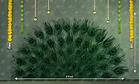 Peacock Feather (PRE-ORDER)