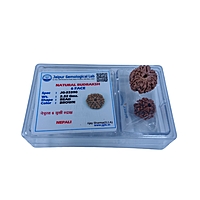 6 Mukhi Rudraksha Nepali