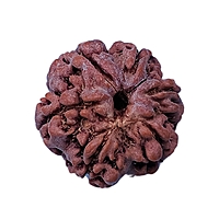 6 Mukhi Rudraksha Nepali