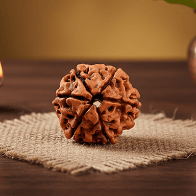 6 Mukhi Rudraksha – Natural & Certified