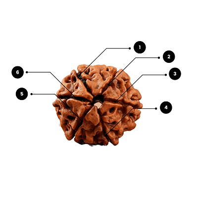 6 Mukhi Rudraksha – Natural & Certified