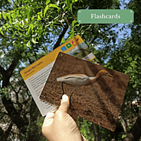 Early Bird Flashcards (English) Early Bird Flashcards (English)