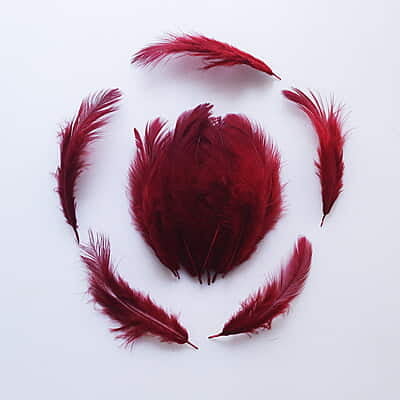 Feathers Maroon Feathers Maroon