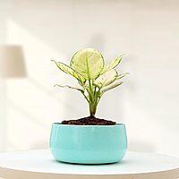 Cyan Glow Decorative Planter
