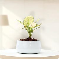 Pearl White Decorative Metal Planter