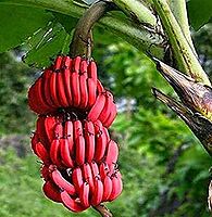 Jaico Red Banana