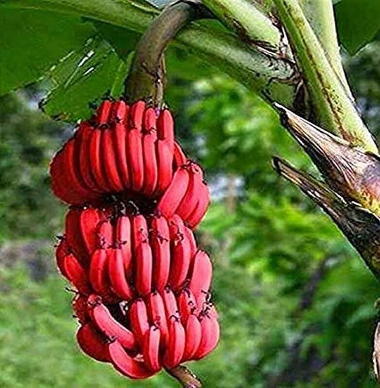 Jaico Red Banana