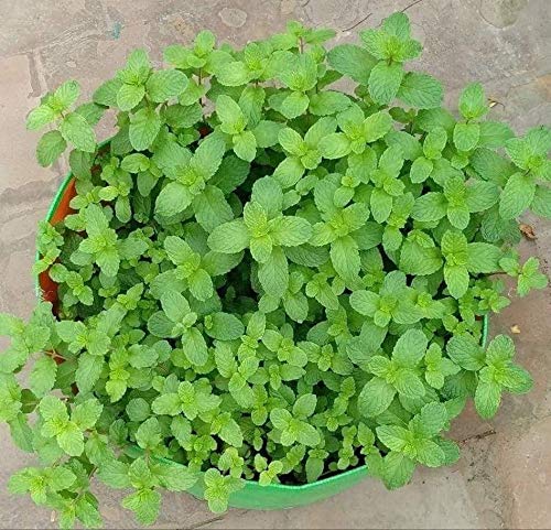 Leafy Vegetables (Spinach) Grow bags