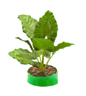 Leafy Vegetables (Spinach) Grow bags