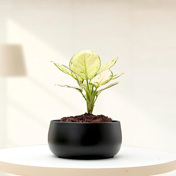 Matte Black Curve Planter