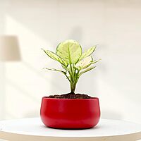 Cherry Red Modern Metal Planter