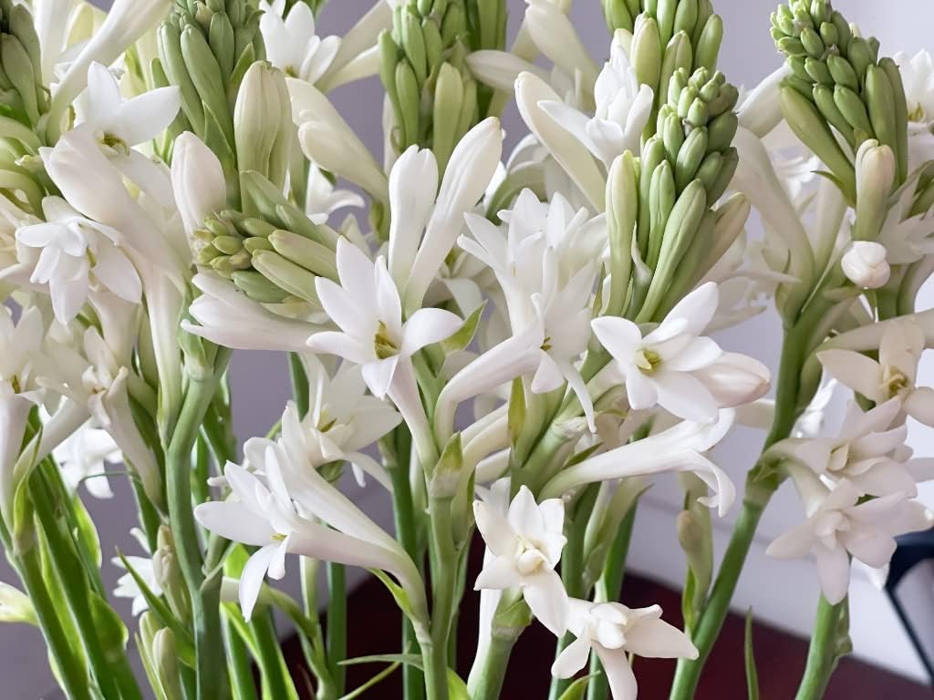RAJNI GANDHA (TUBEROSE)
