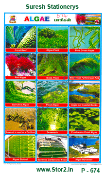 Algae -Picture Chart No.-674