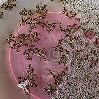 1pc Glass Type fruit Fly Trap | పండు ఈగ బుట్టలు