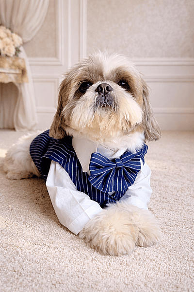 Golden White Gentleman Suit Set