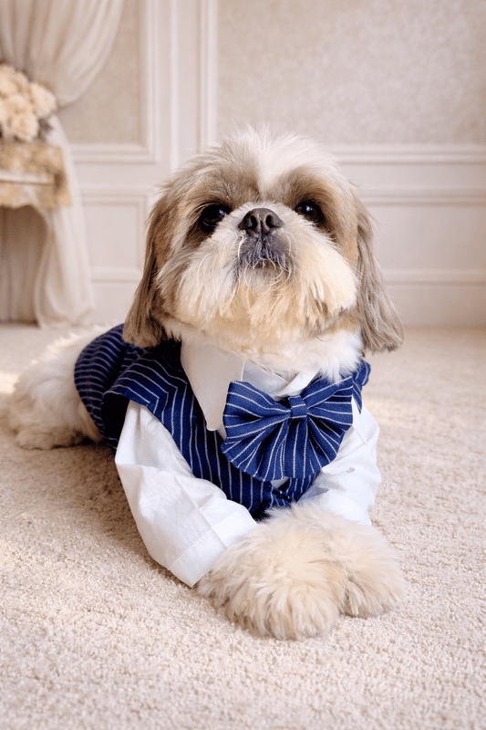 Golden White Gentleman Suit Set