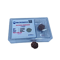 7 Mukhi Rudraksha Nepali