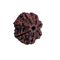 7 Mukhi Rudraksha Nepali