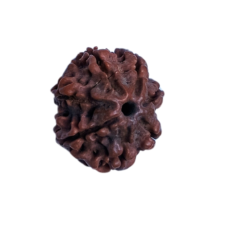 7 Mukhi Rudraksha Nepali