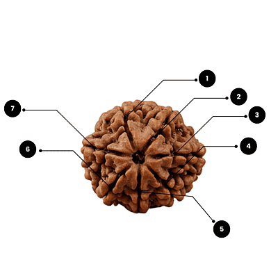 7 Mukhi Rudraksha – Natural & Certified