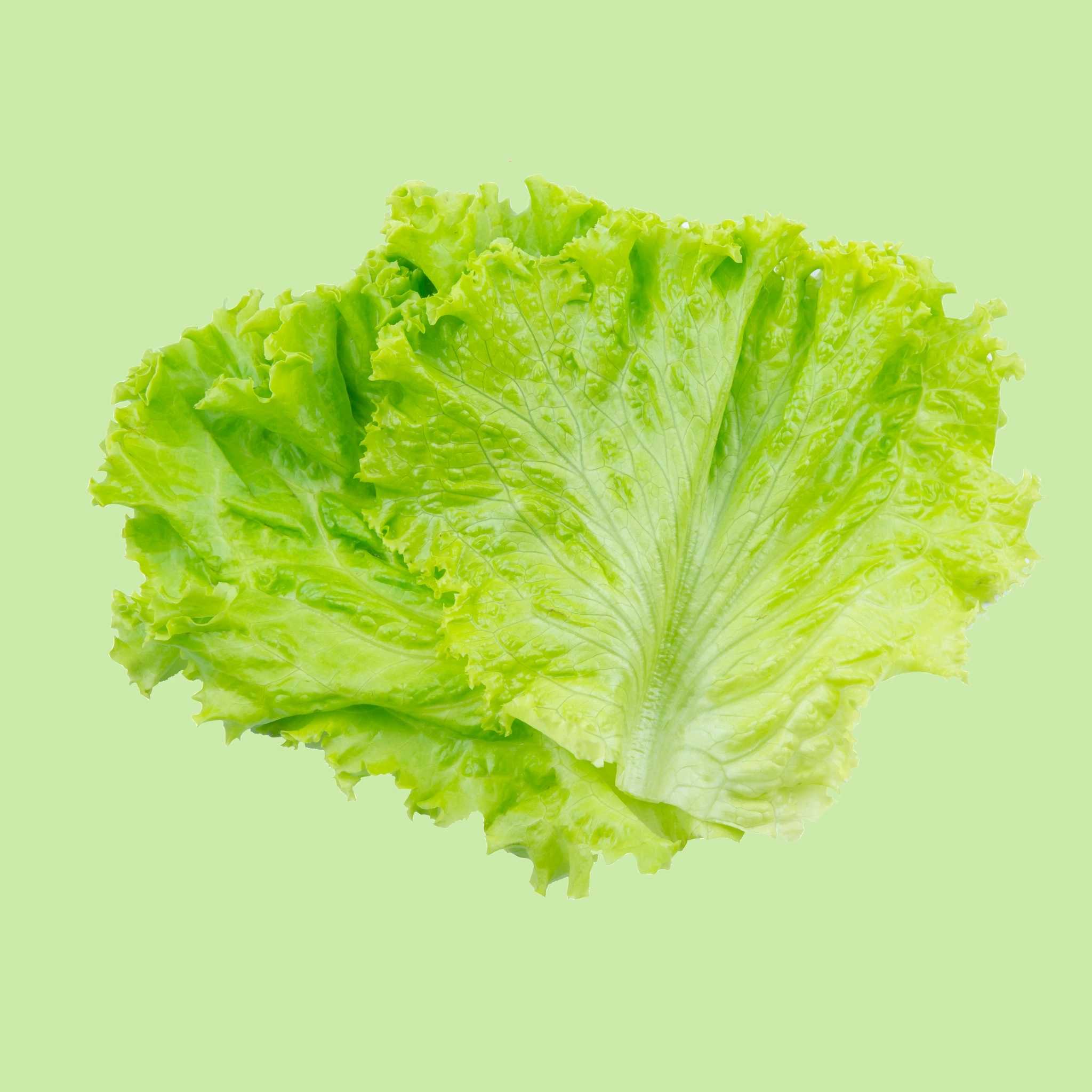 Lettuce Green - 130g