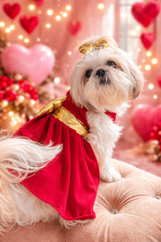 Red and Golden Velvet Dress
