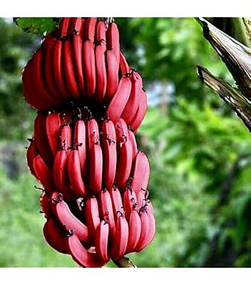 Jai Traders Red Banana
