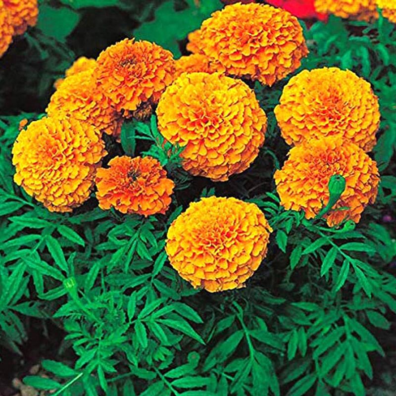MERIGOLD FLOWER