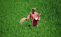 Crop Loan Facilitation & Seasonal Credit Structuring Services