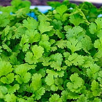 Coriander Seeds ధనియాలు విత్తనాలు Dhaniya (100gms, 500gms, 1kg)