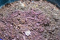 Vermicomposting Unit Installation & Management