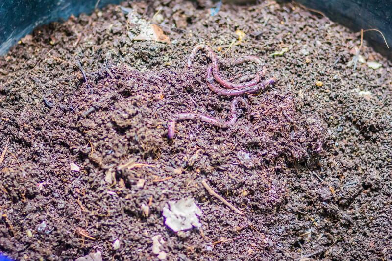 Vermicomposting Unit Installation & Management