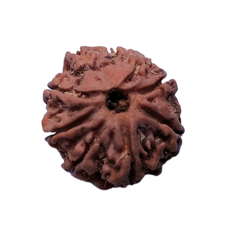 8 Mukhi Rudraksha Nepali