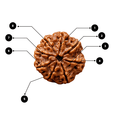 8 Mukhi Rudraksha – Natural & Certified