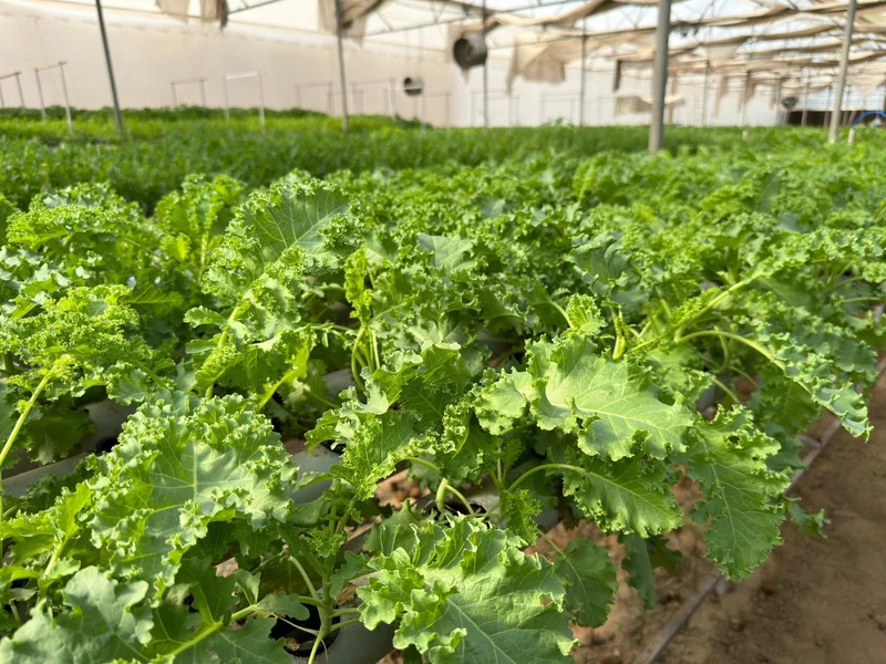 Hydroponic Curly Kale 250