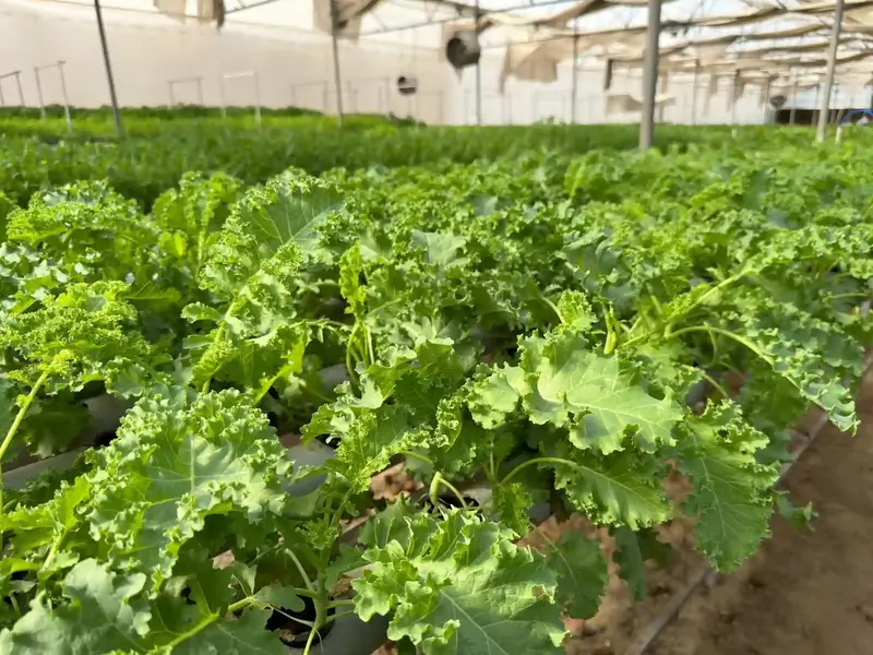 Curly Kale 250 - IDRO Fresh