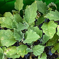 5Nos Blue Long Brinjal Seedlings