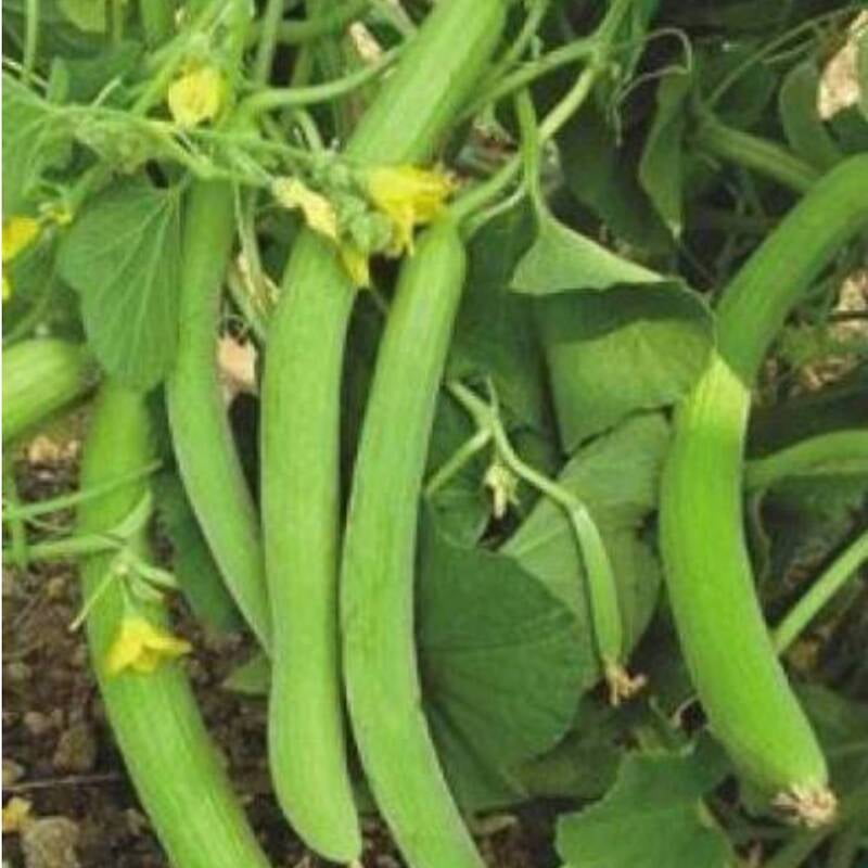 Long Cucumber (Kakri) 15 to 20 seeds
