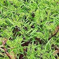 Dill Seeds / Suwa Seeds 100gms