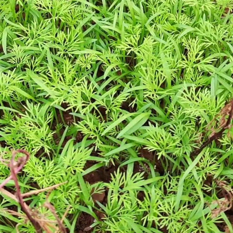 Dill Seeds / Suwa Seeds 100gms