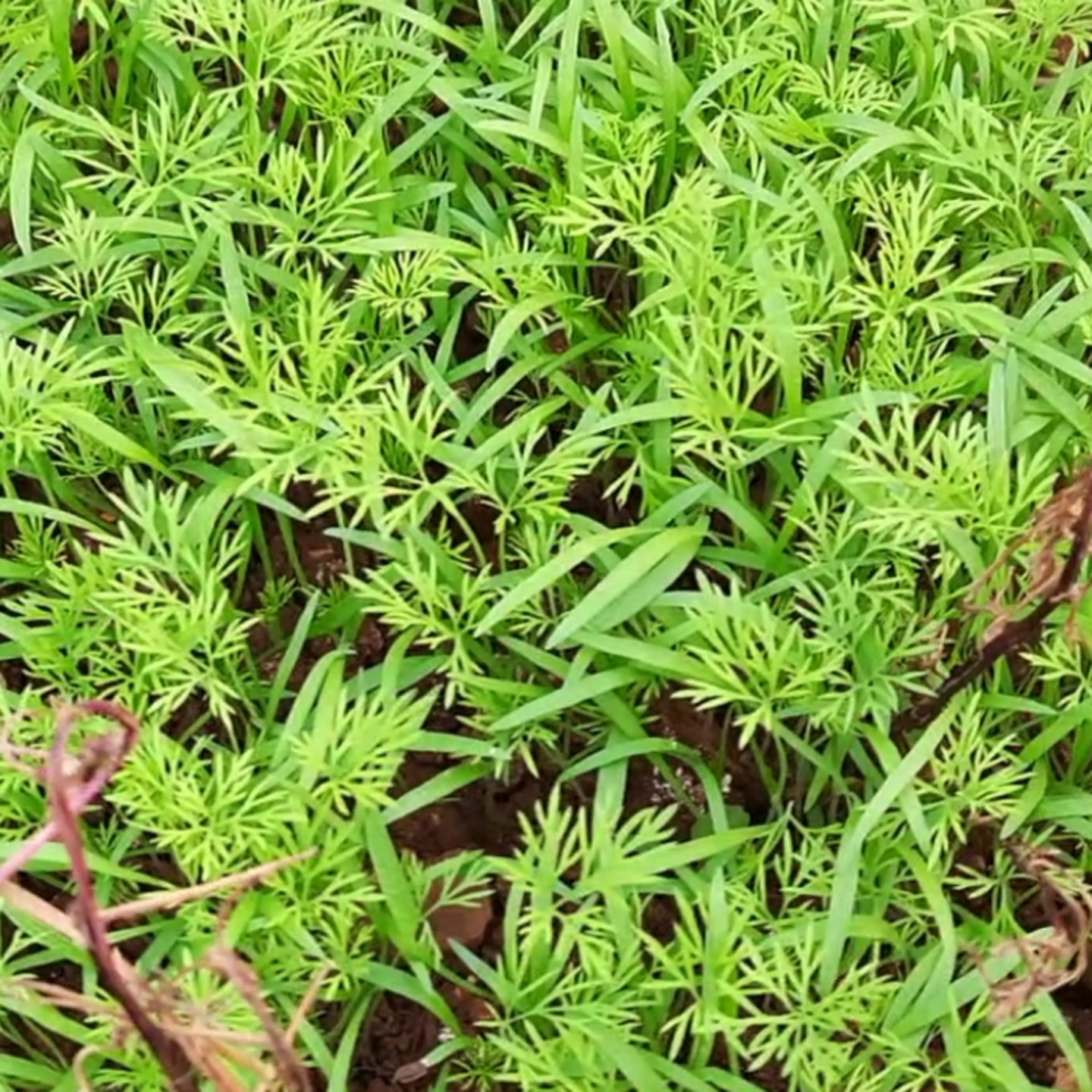 Dill Seeds / Suwa Seeds 100gms