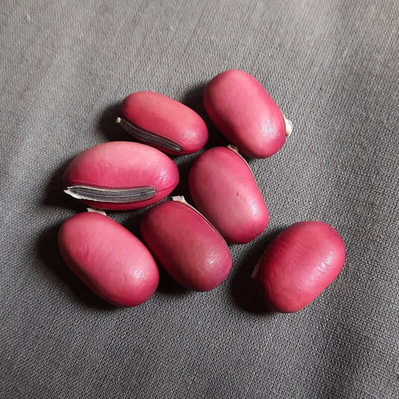 Sword beans climber Teega Chemmakaya (తీగ తమ్మకాయ or చెమ్మకాయ విత్తనాలు ) 2 seeds