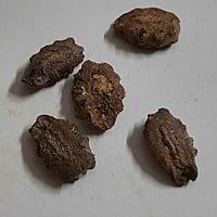 Snake Gourd Long పొడుగు పొట్లకాయ 5 seeds