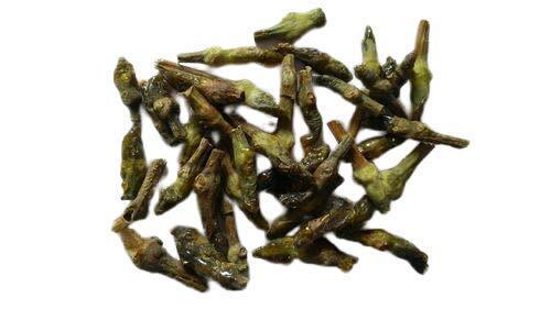 Dikamali – Gandharaj – Gardenia Gummifera