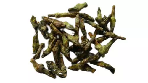 Dikamali – Gandharaj – Gardenia Gummifera
