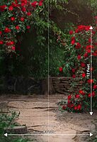 Red Rose Garden (PRE-ORDER)