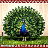 Peacock Majesty