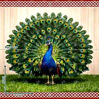 Peacock Majesty